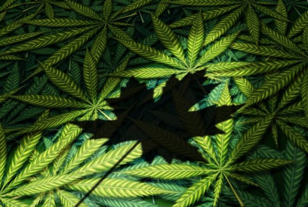 Shadow of maple leaf on top of a pile of cannabis leaves